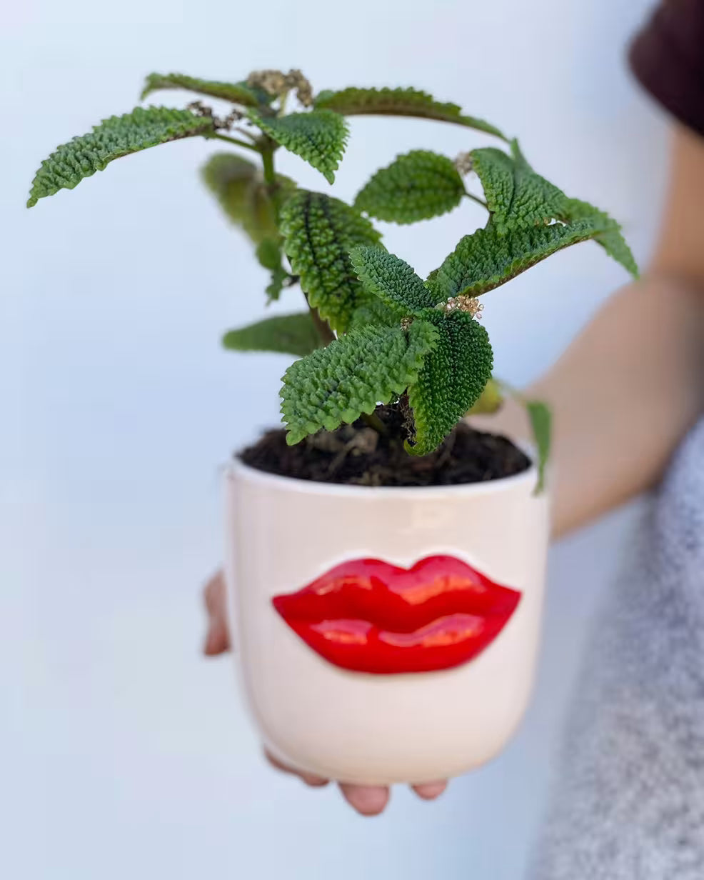 Fresh Flower Decoration Ideas for Home