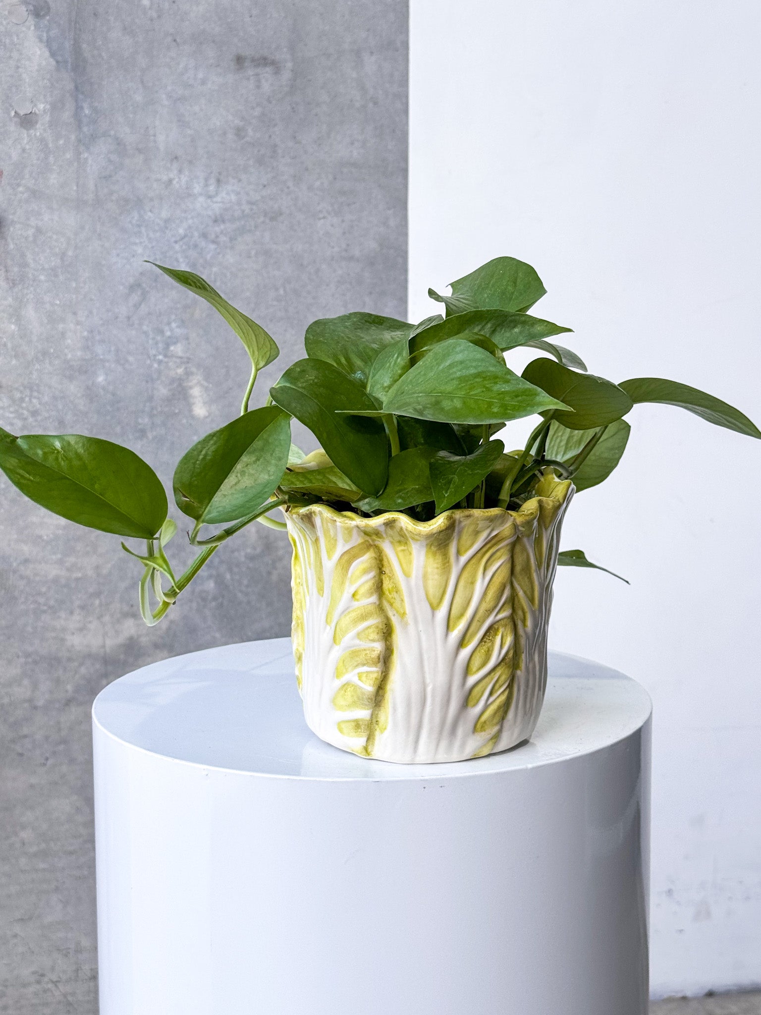 Cabbage Poco Pot