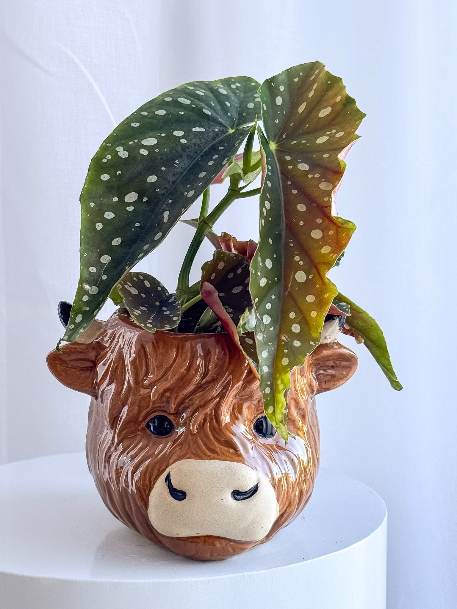 Poco Pot - Melbourne