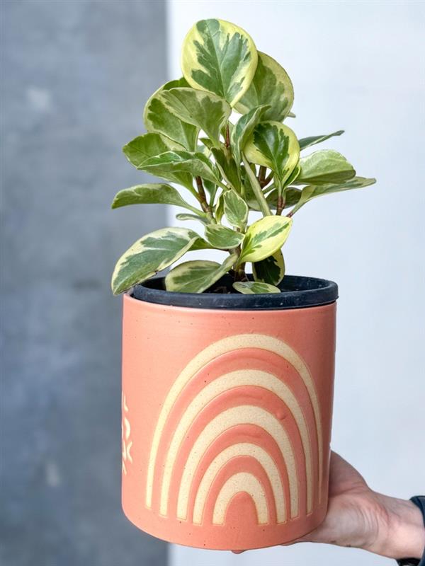 Poco Pot - Melbourne