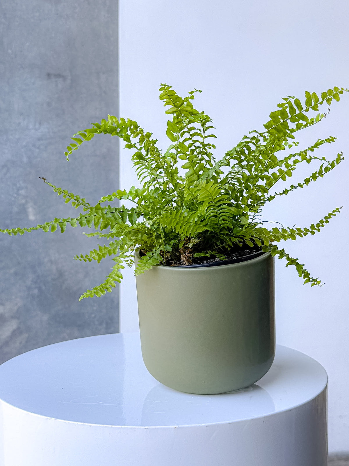Khaki Pot (Brisbane)