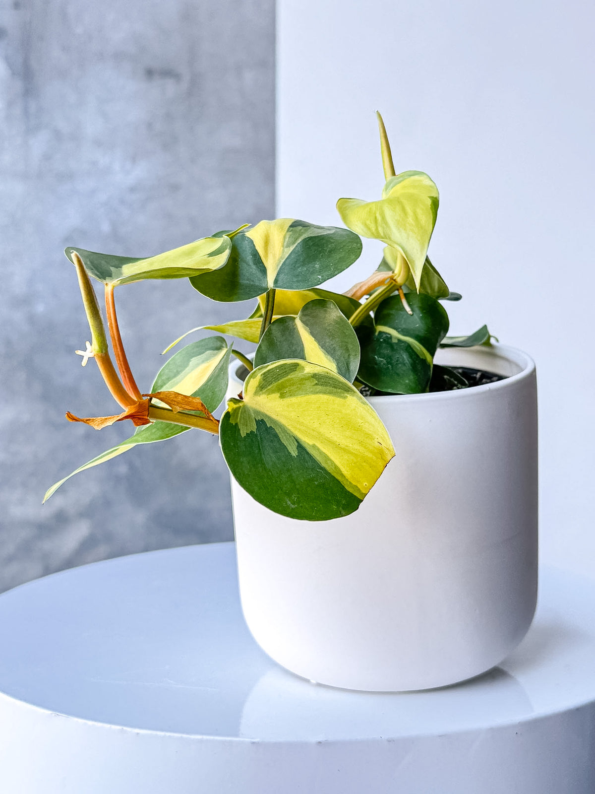 White Pot (Brisbane)