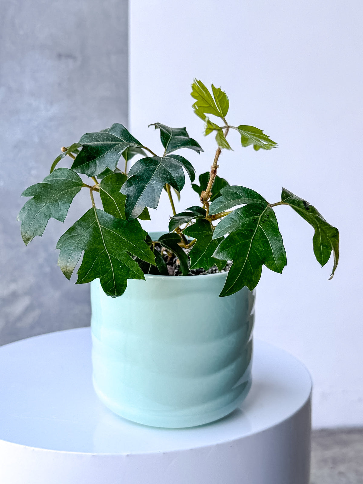 Green Wave Pot (Brisbane)