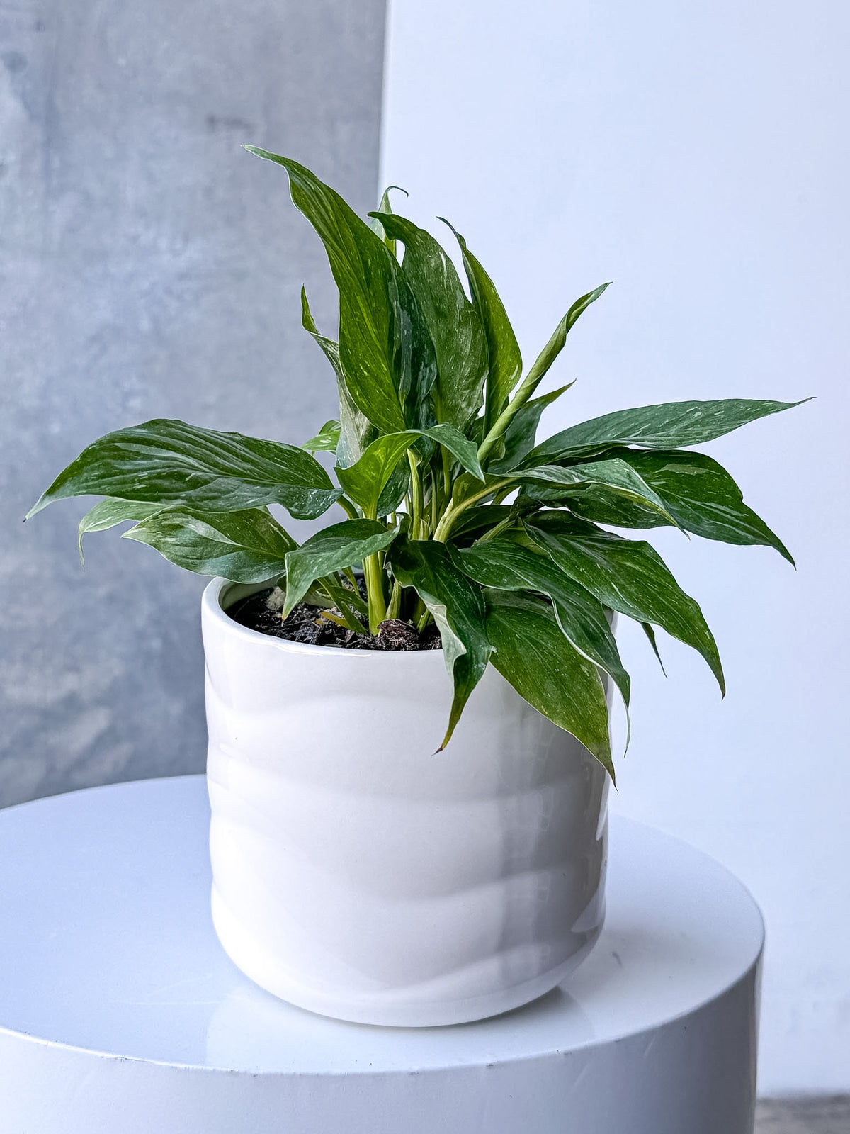 White Wave Pot (Brisbane)