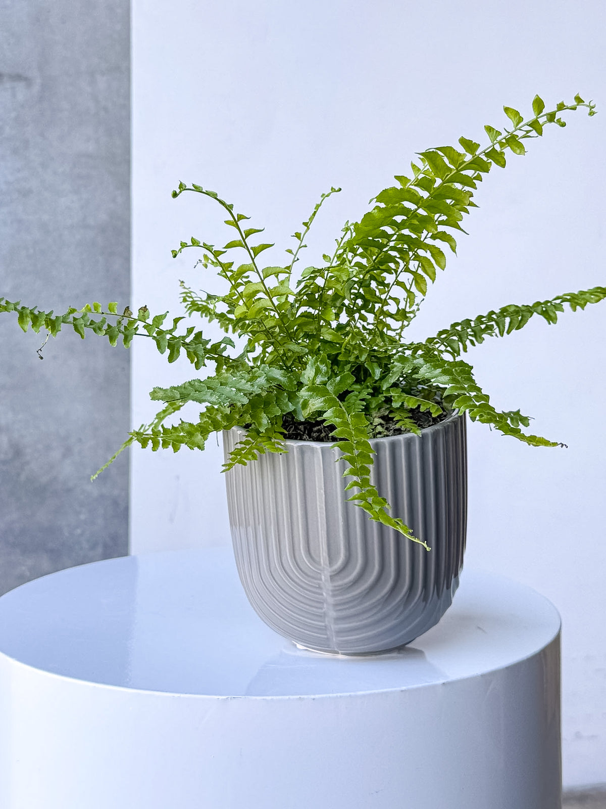 Grey Arch Pot (Brisbane)