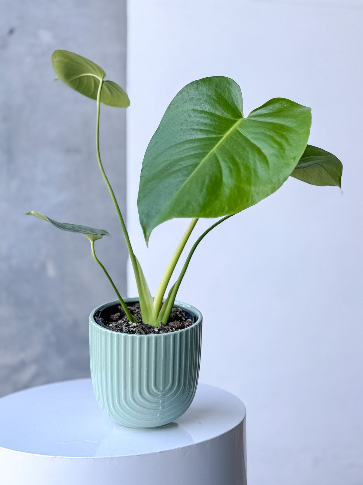 Sage Arch Pot (Brisbane)