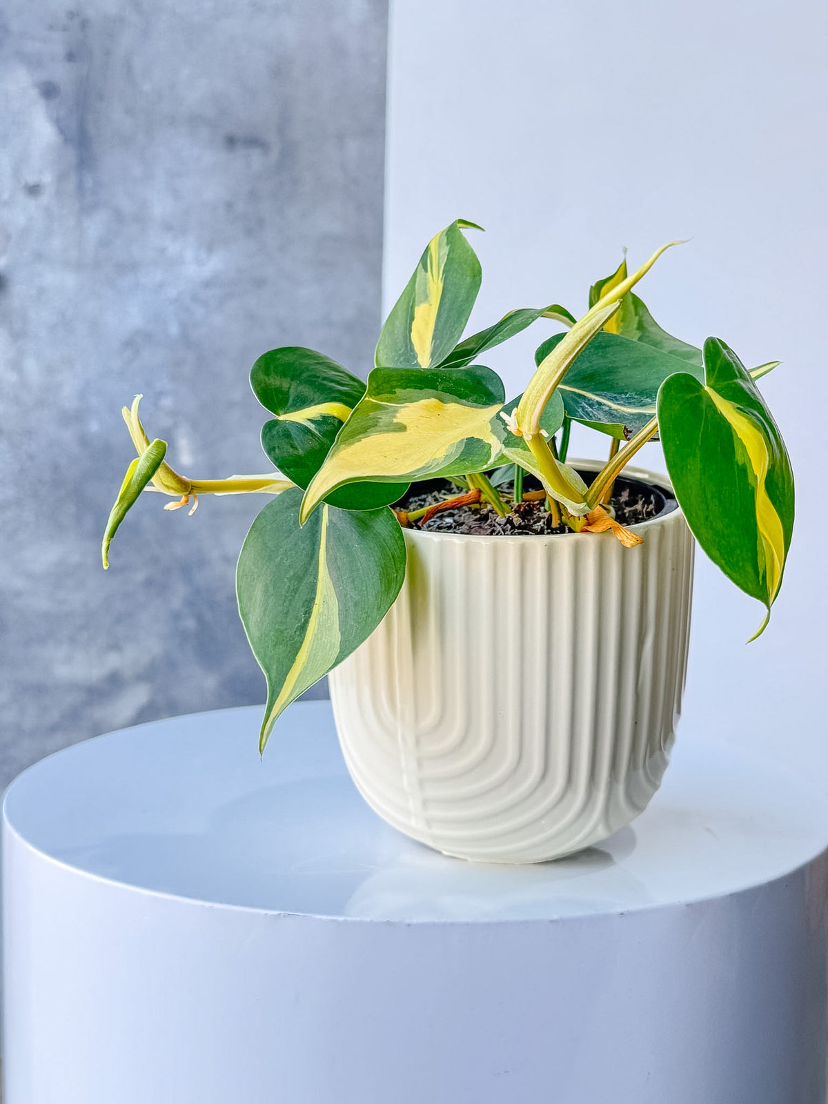Yellow Arch Pot (Brisbane)