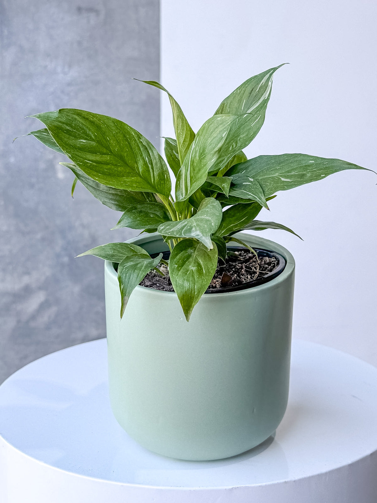Sage Pot (Brisbane)