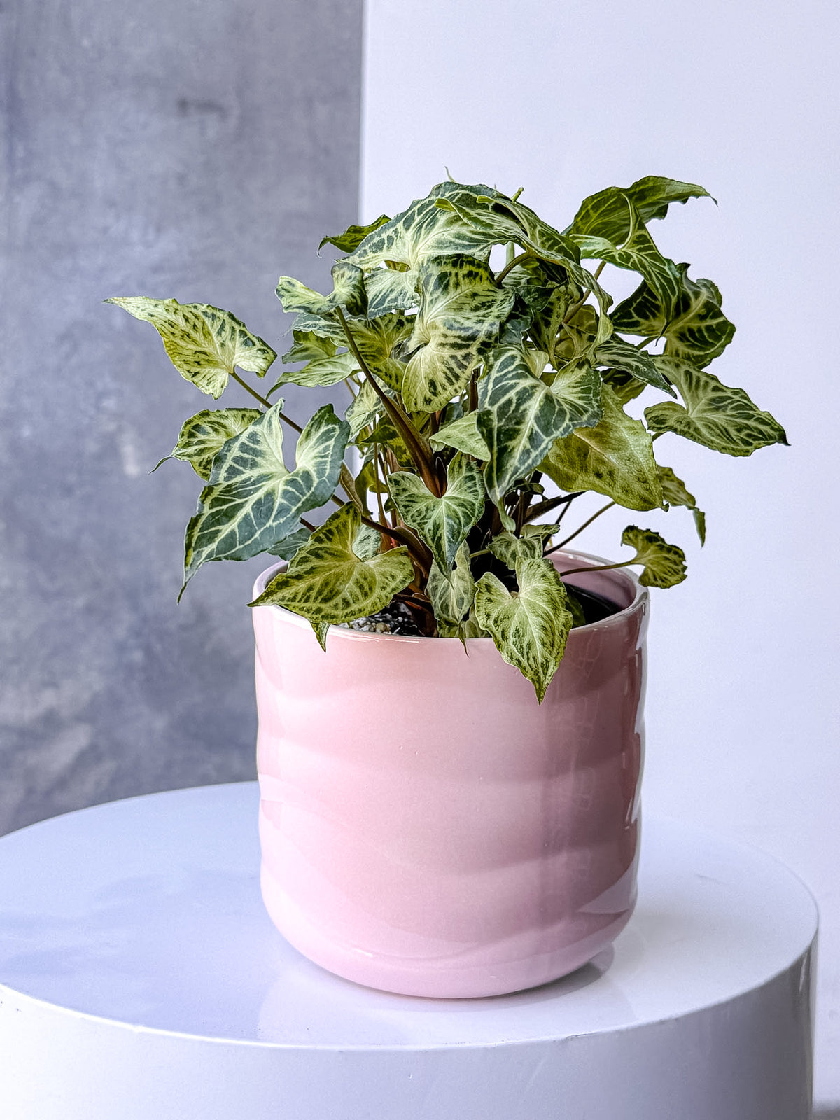 Pink Wave Pot (Brisbane)