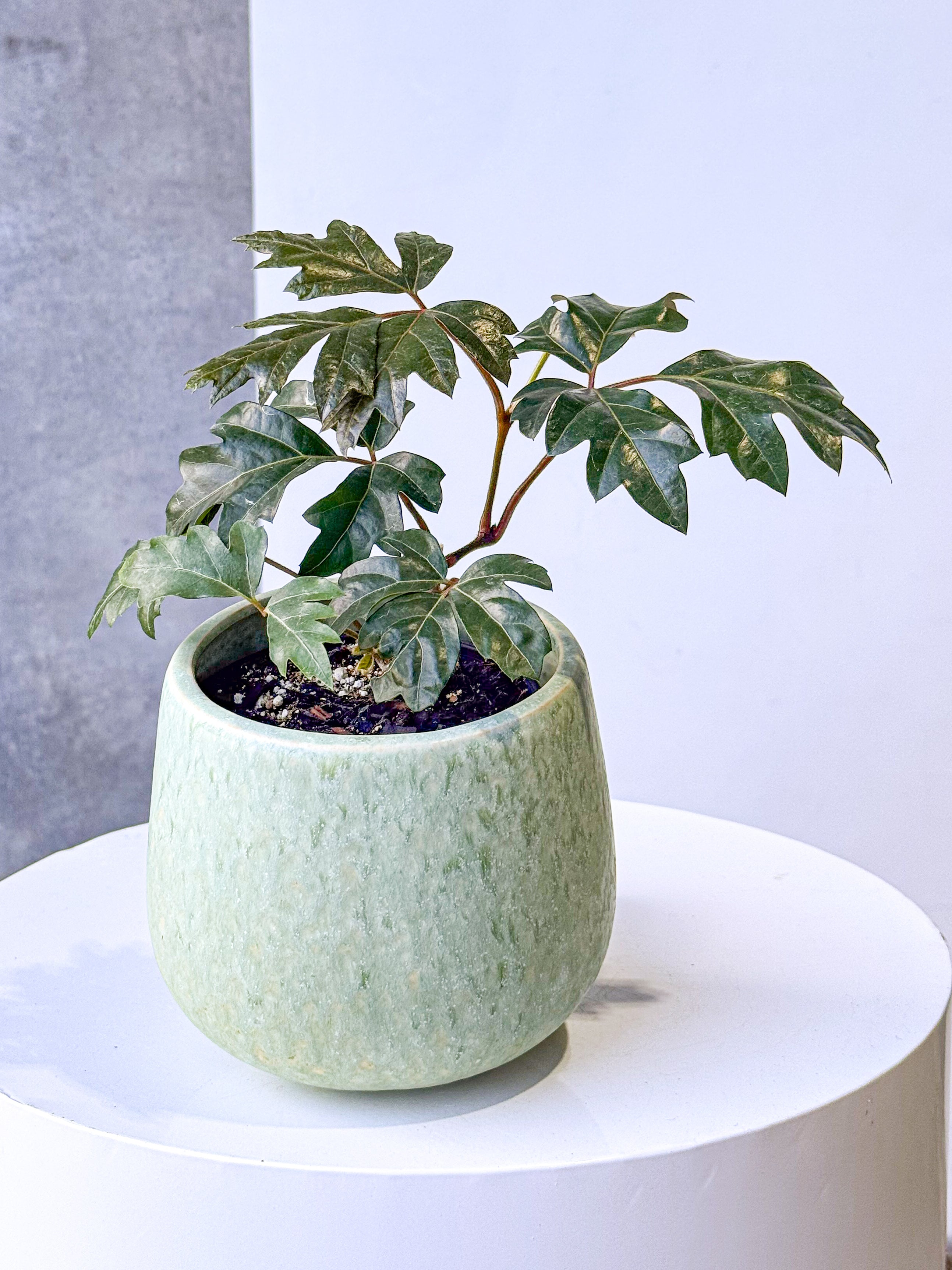 Sage Poco Pot