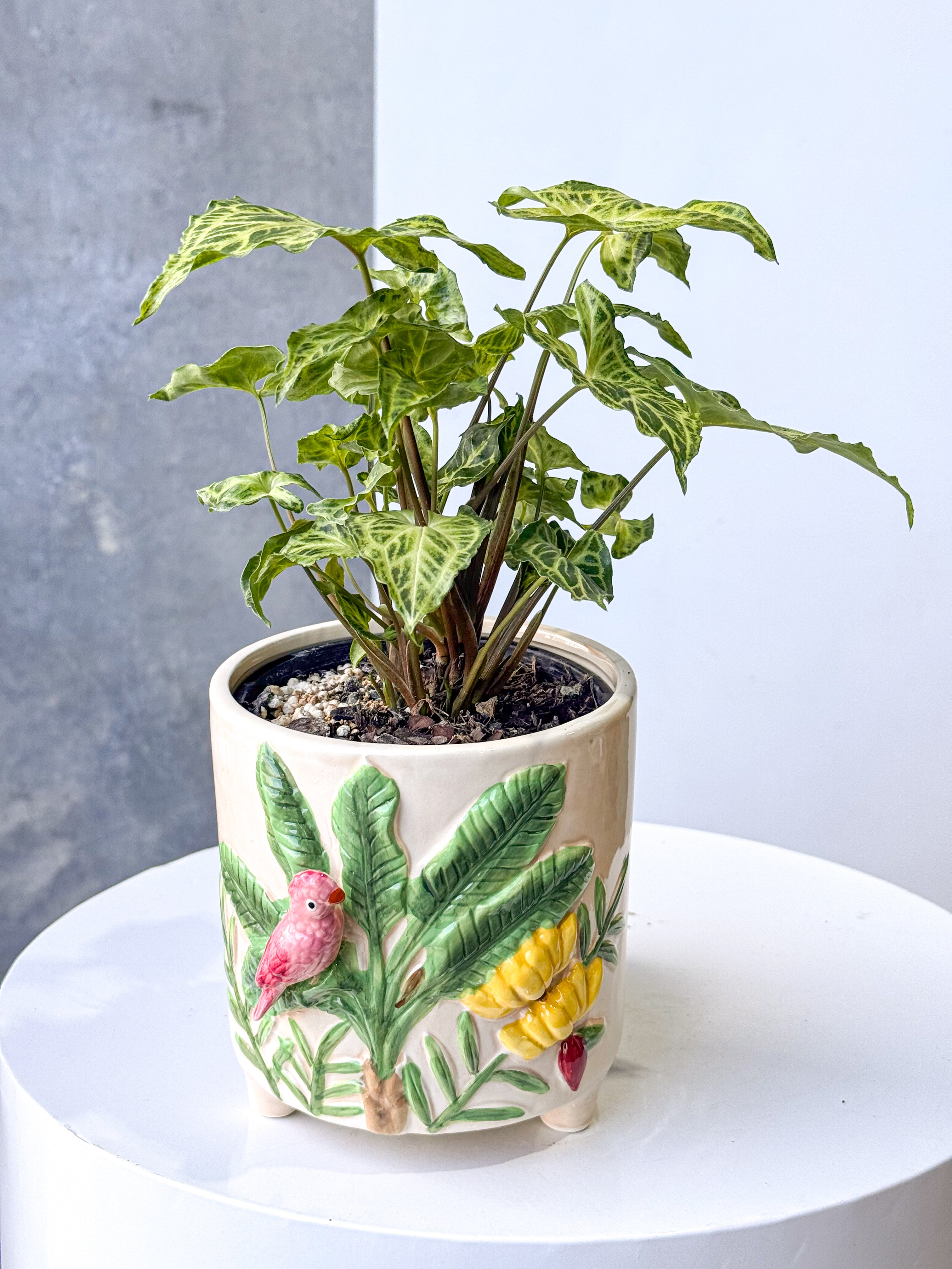 Fern & Bird Poco Pot