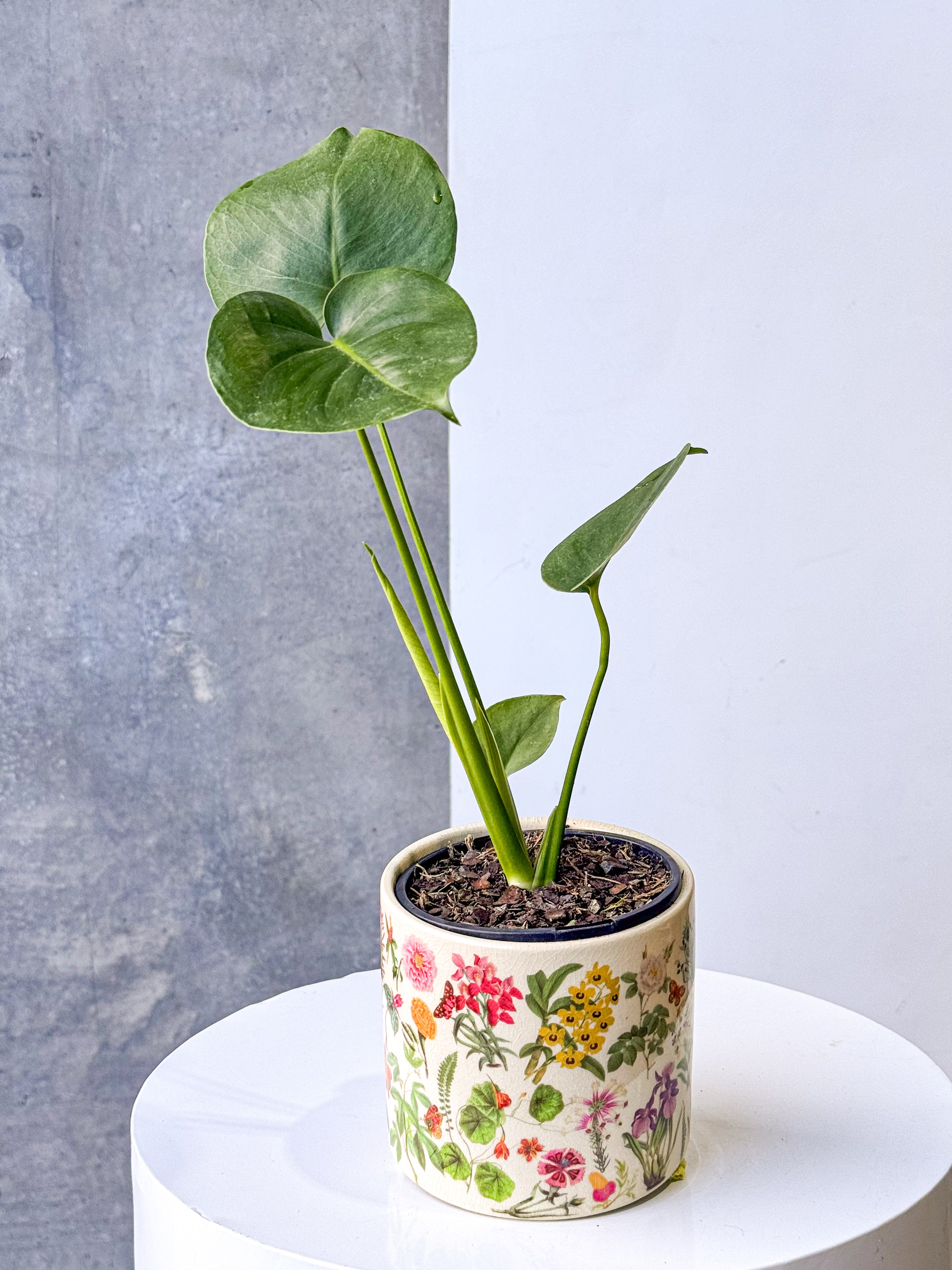 Garden Poco Pot