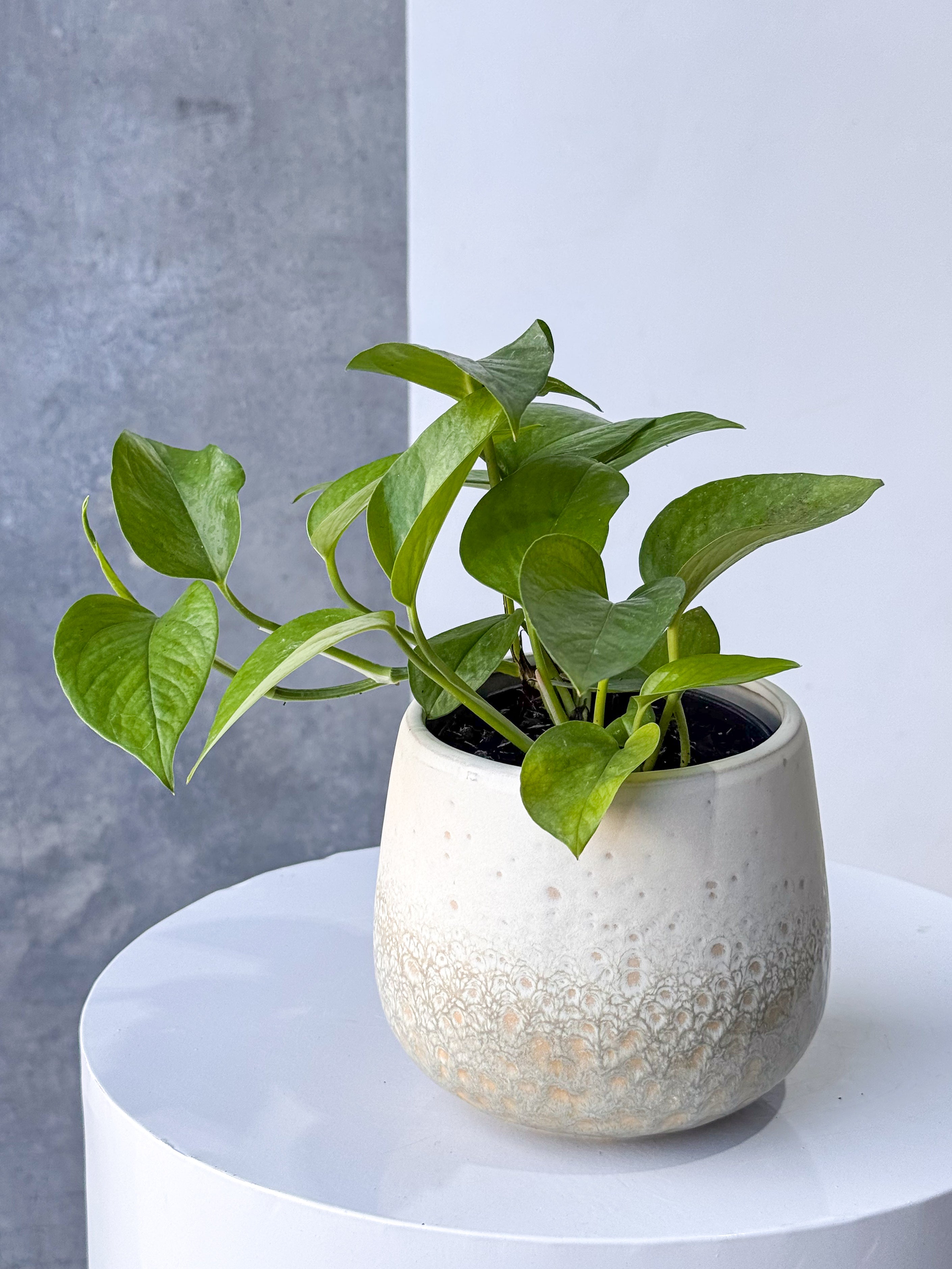 White Poco Pot