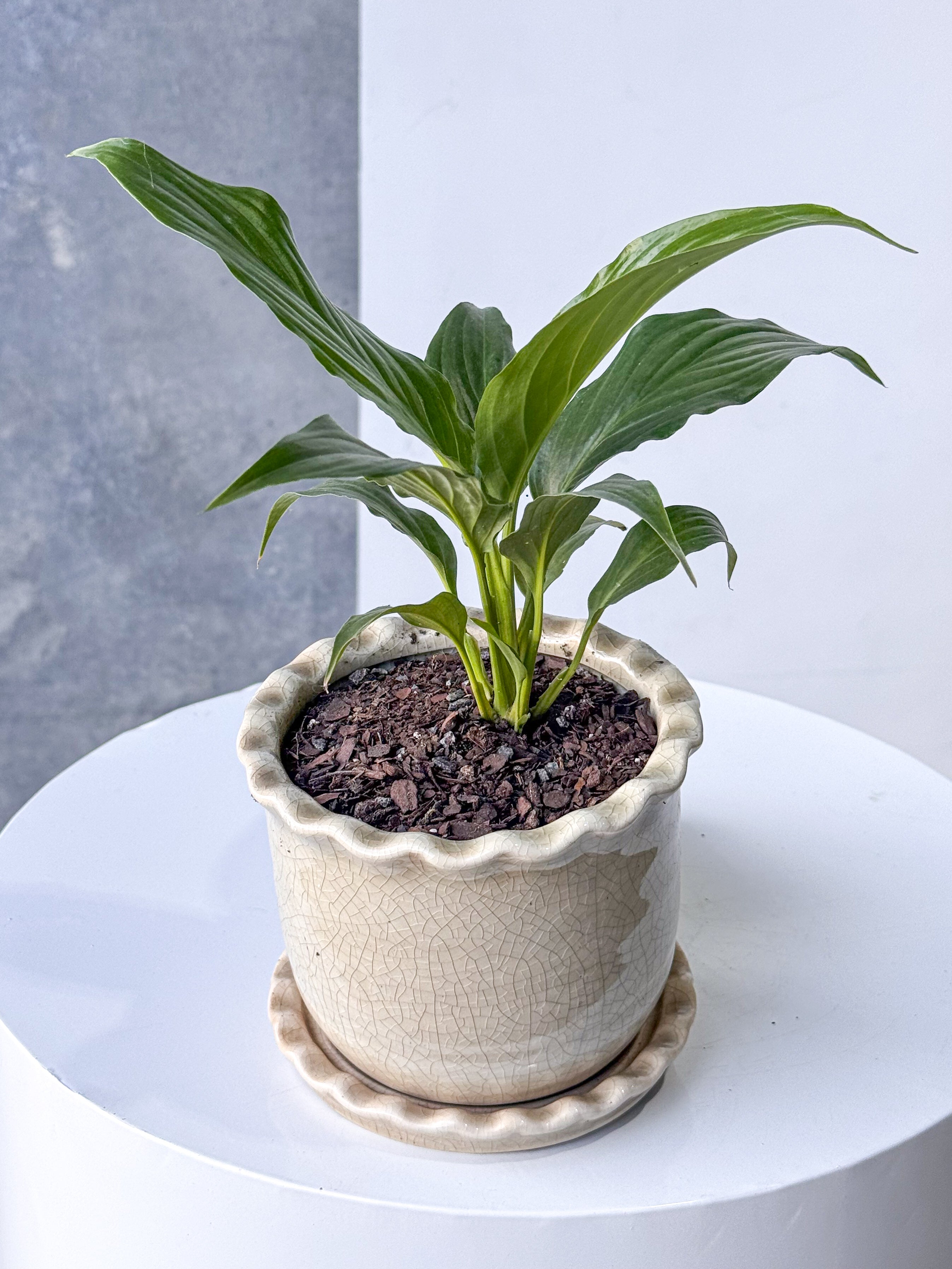 Vanilla Poco Pot