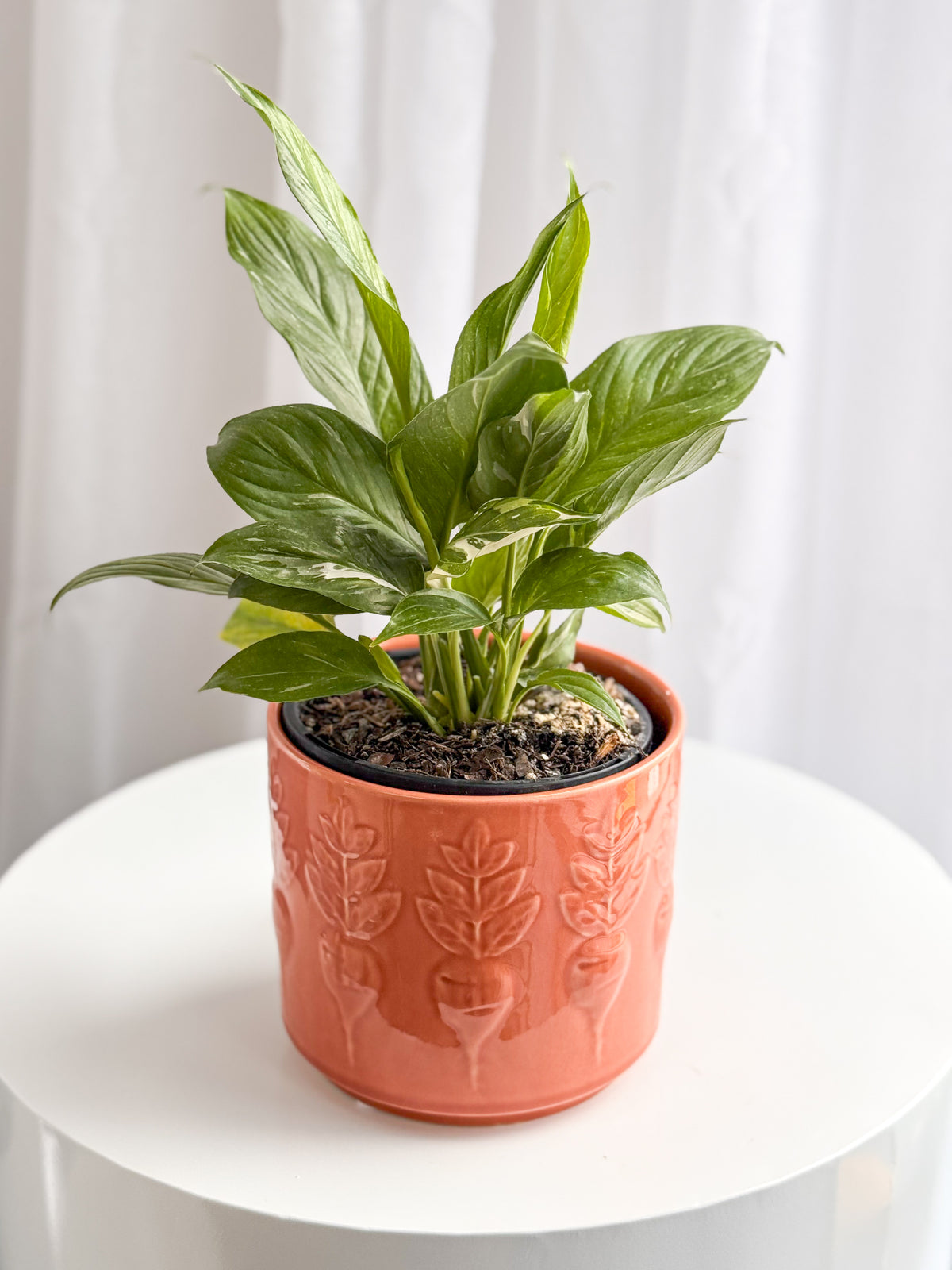 Turnip Pot (Brisbane)