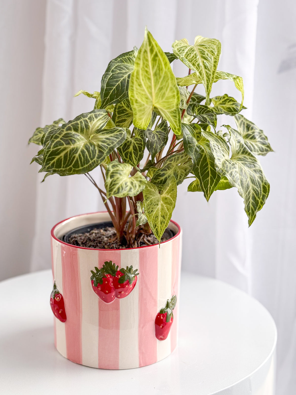 Strawberry Pot (Brisbane)