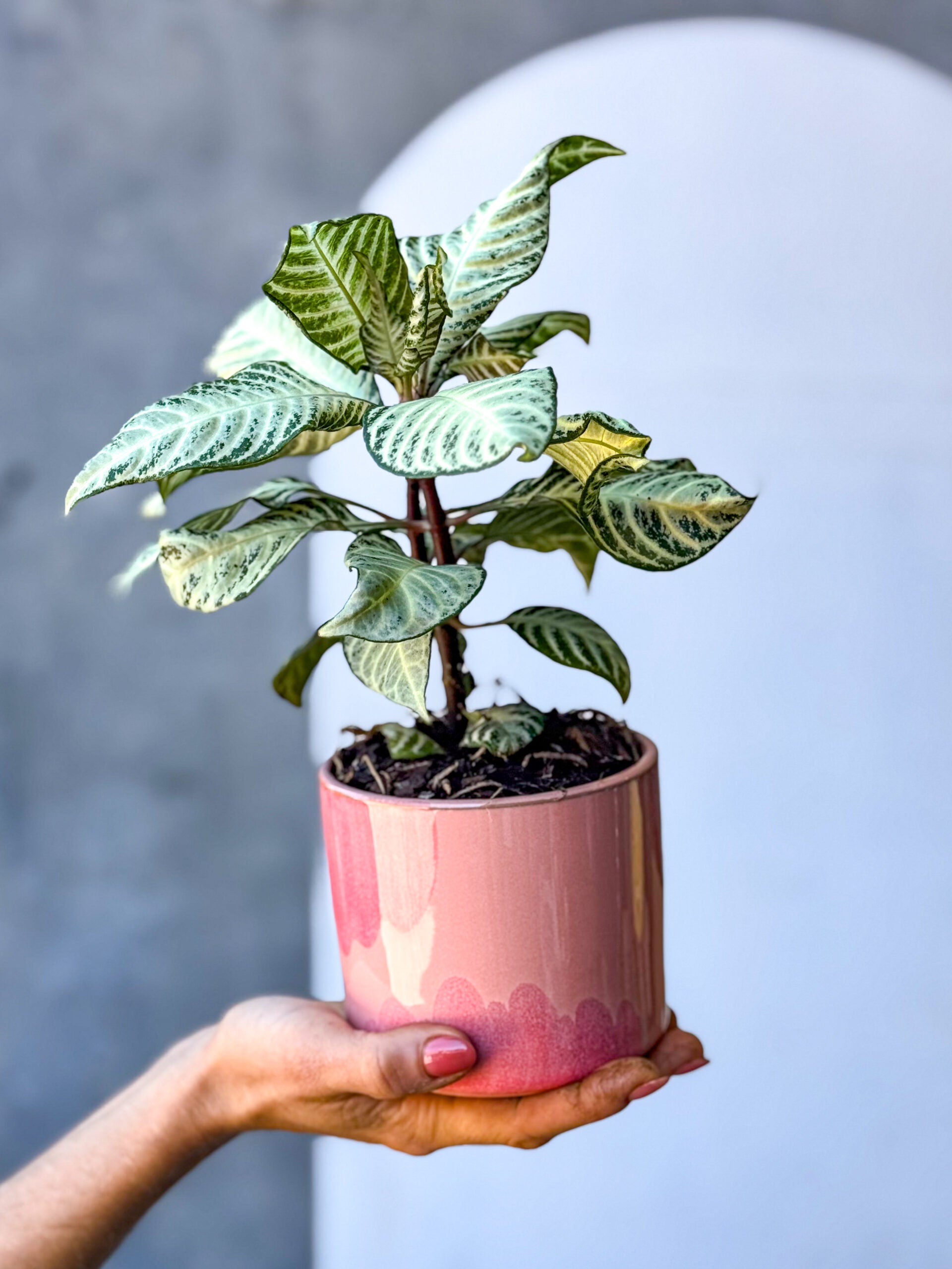 Poco Pot - Melbourne