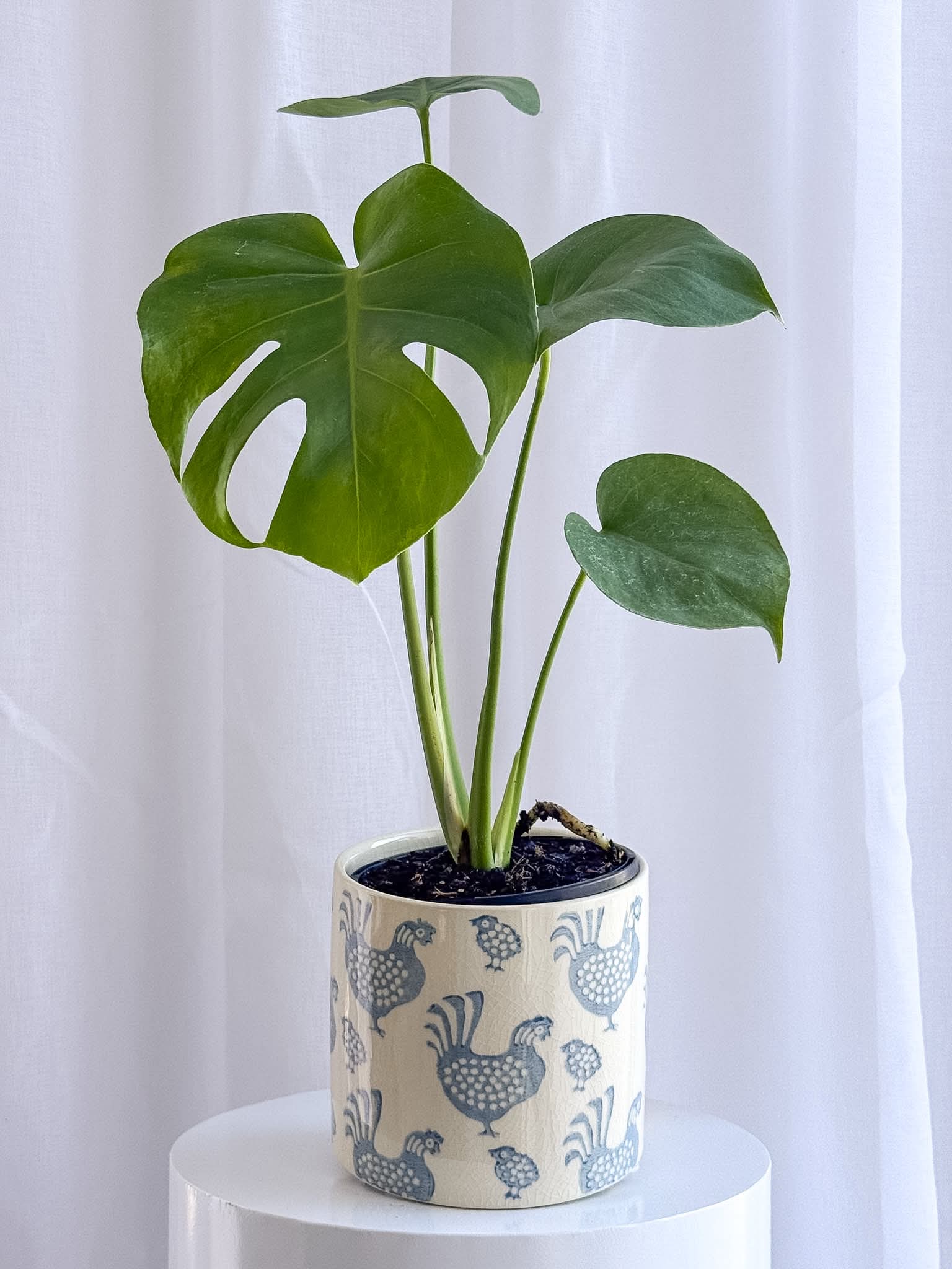 Poco Pot - Melbourne