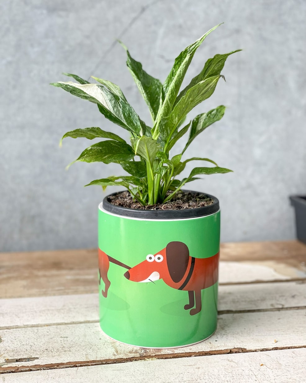 Dog Pot