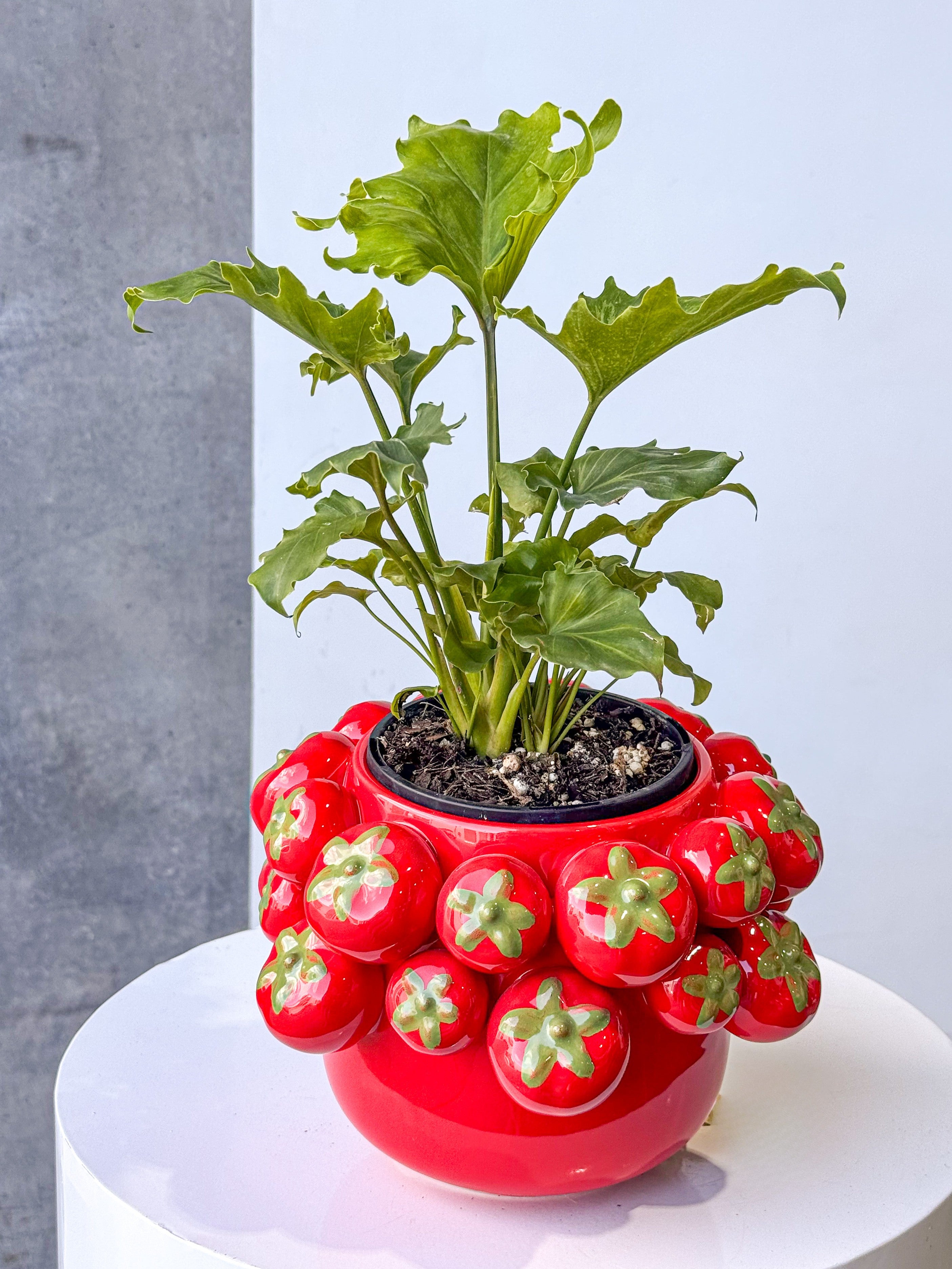 Tomato Poco Pot