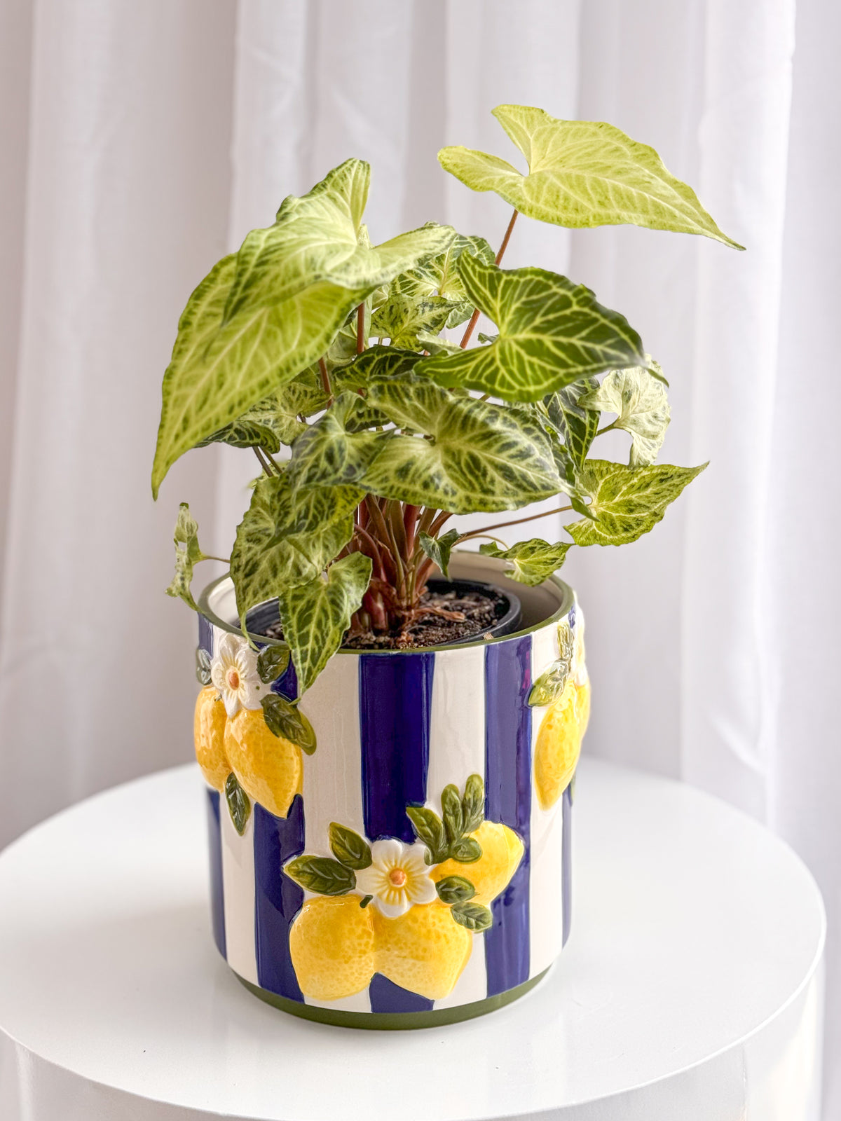 Lemon Pot (Brisbane)