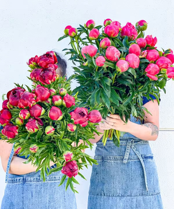 Poco Posy