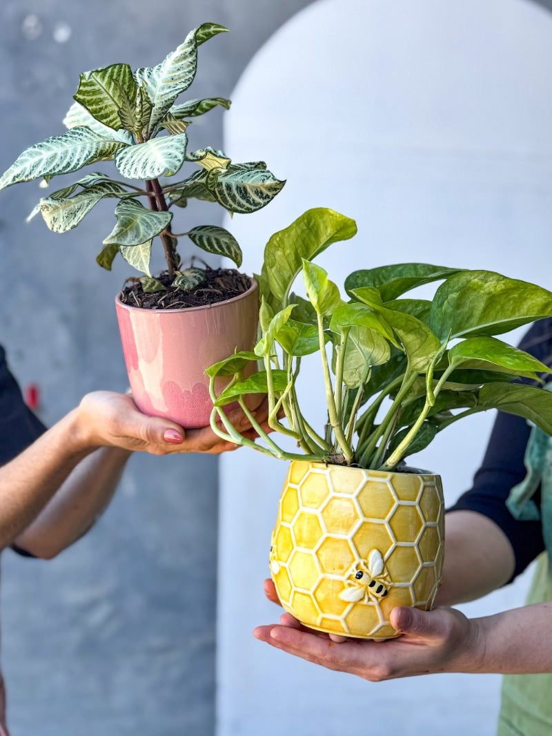Valentine's Day Plant and Pot for delivery